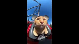 An orange tabby cat sits in the front seat of a roller coaster car, secured s...