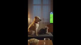 🐕 Пёс Шарик Внешность: Фотореалистичный дворовой пёс среднего размера, чуть...