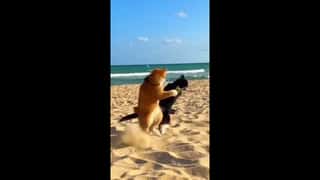 Realistic video. Hot summers day. Sandy beach. Action setting. Two cats sword...